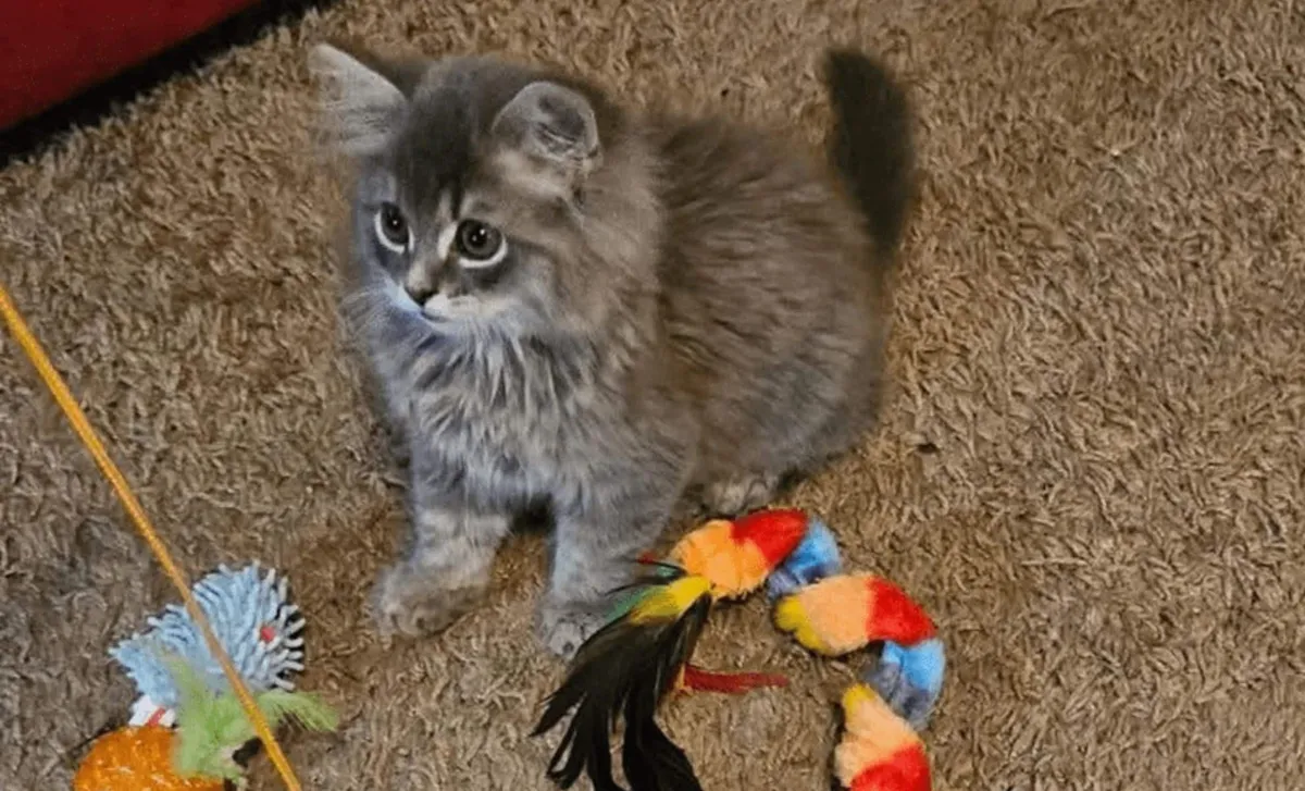 Castiel, de Siberische Kat: Een onverwachte verrassing