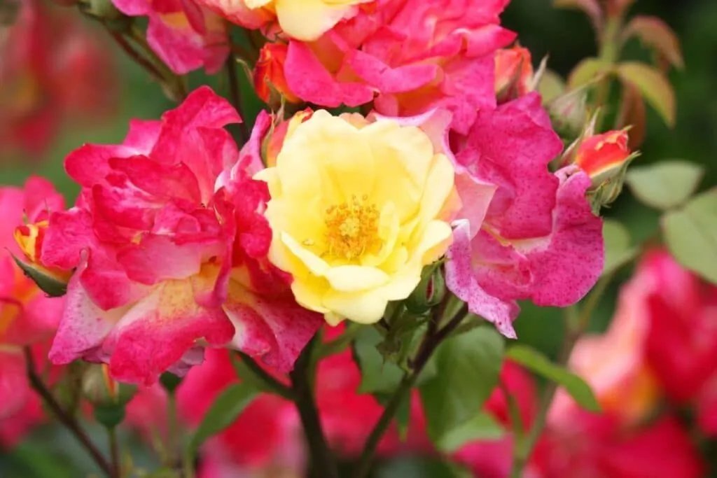 Companion Planting: Creëer een robuuste en gezonde tuin