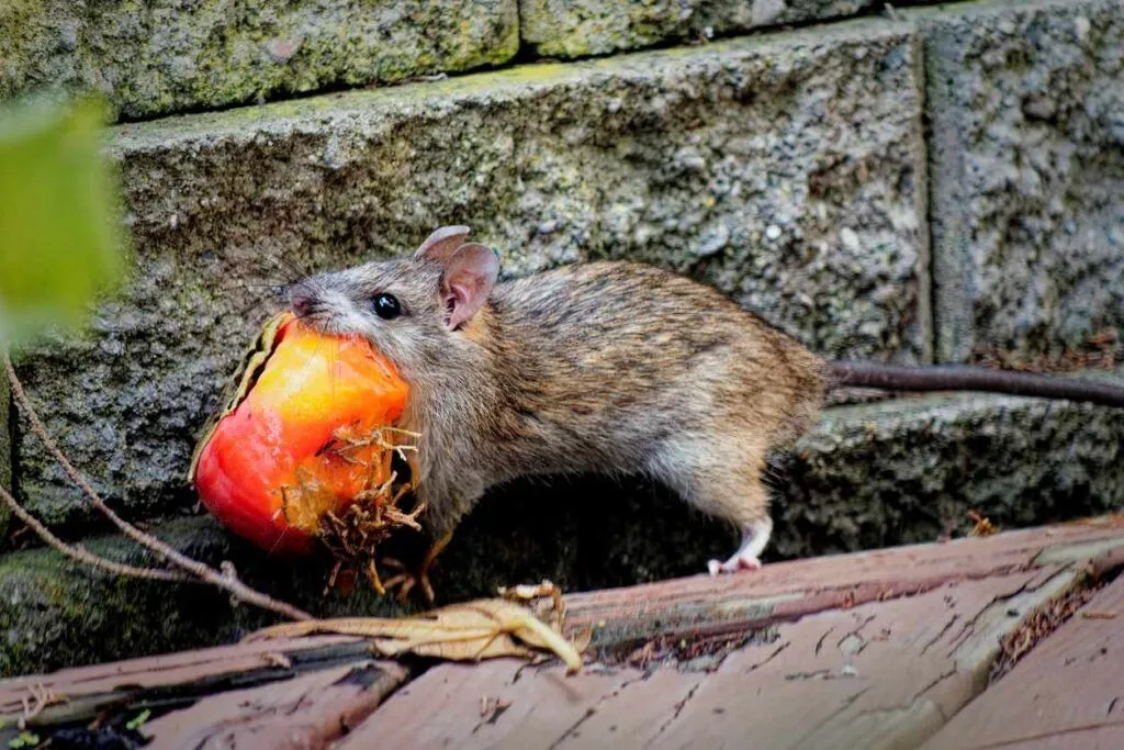 Hoe je jouw tuin ratvrij houdt
